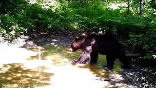 Уникальные кадры с диким медведем. Что сняла фотоловушка? Шоу!
