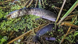 রাতে টেটা দিয়ে পুকুরের পাশের জমিতে মাছ শিকার | At night fishing the land next to the pond with teta