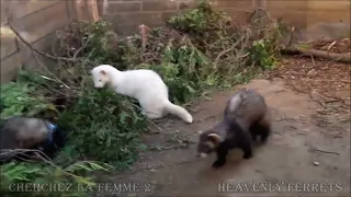 Hunt and catch the ferret girl Part 2 -182- My best friend Norris