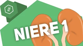 Die Niere 1 – Organe des Menschen