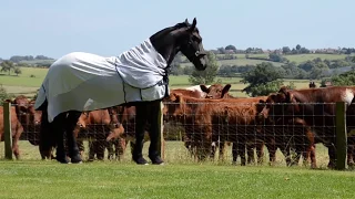 Elegant Friesian horse meets the neighbours cows.