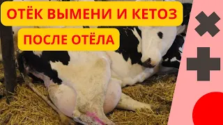 Отёк вымени и кетоз при отеле