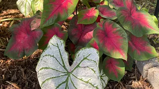 Talking Caladiums!