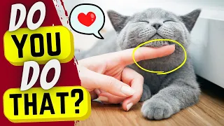 13 things that mean a lot to your cat!