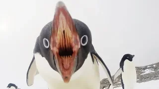 What You DON'T KNOW About Penguins!