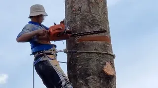 Nhóm Vua Khỉ Vất Vả Cưa Cây Dầu Khủng Ở Vị Trí Siêu Khó. Sawing a giant Dipterocarpus alatus tree