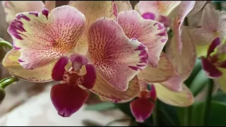 Мой Райский уголок радует цветением. Орхидеи фаленопсисы, психопсис, бабочки.