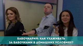 Бабочкарий: как ухаживать за бабочками в домашних условиях?