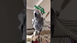 Water Noise #animals #birds #parrots #pets #africangrey #fun #lol #funny #cute #shorts #fyp #love