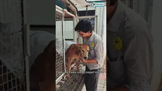 A dog having maggot wound rescued and brought to shelter.