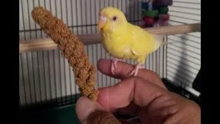 Teaching a parakeet to perch on your hand