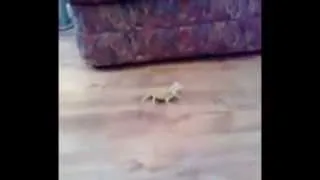 Котёнок испугался ящерицы