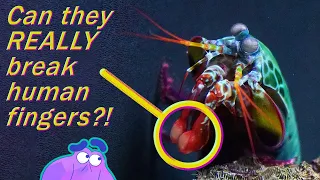 How the Mantis Shrimp Can Punch Through Glass | Alien Ocean