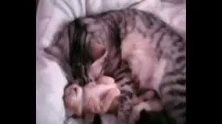 Top 10 videos cutest kitten ever!