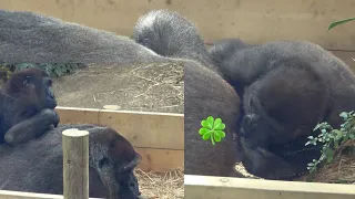 Genki gets her butt played with by Kintaro. 🅷🅾🆃【KyotoZoo,Gorilla