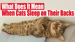 😺 What Does It Mean When Cats Sleep on Their Backs?