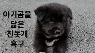 진돗개 흑구가 문스테이에 처음 온 날