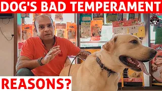 Dog or Puppy Temperament Problem | Angry Dog (Aggression Barking Behaviour Problem) Baadal Bhandaari