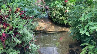 Come relax while enJOYing the Koi Fish pond. 🌾💦✨