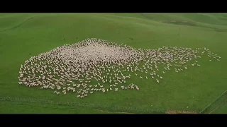 Как собаки-пастухи управляют стадом овец: взгляд с высоты птичьего полета