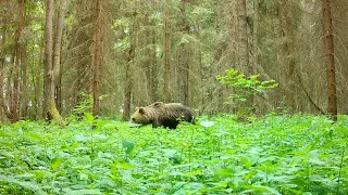 Белорусские медведи, май 2023 / 361animals