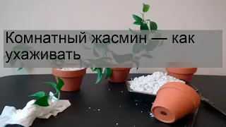 Комнатный жасмин — как ухаживать