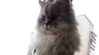 смешной кот (Funny Cat) Скачать в HD