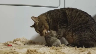 My cat Chumlee eating a whole rabbit.