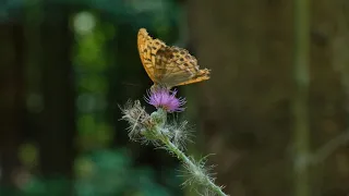 Schmetterling auf Distel im Wald