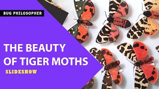 The beauty of tiger moths