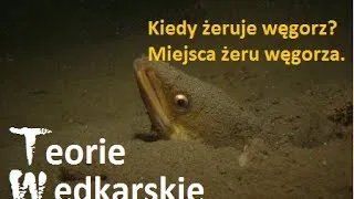 Teorie wędkarskie - Kiedy żeruje węgorz? Miejsca żeru węgorza.