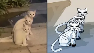 Street Cats look like Stormtroopers from Star Wars 😂 Cat Memes