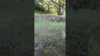 Newborn fawn persistent in trying to nurse