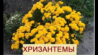 Осенние цветы.Хризантемы мультифлора и корейская осенняя королева сада! Матриаркария.