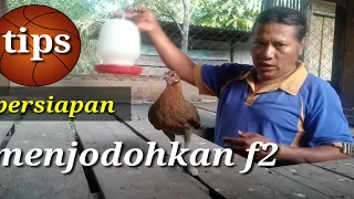 Tips cara Menjodohkan Ayam Hutan Sumatera F2 dengan yang Asli | part 1