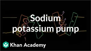 Sodium-potassium pump | Cells | MCAT | Khan Academy