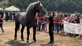 Targ expozitional de cai Suciu de Sus.Кінна виставка в Румунї чудові представник різних порід коней!