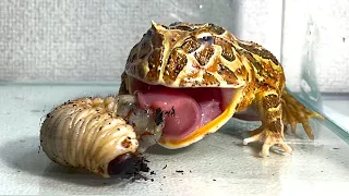 Oh my god.../ Pacman frog , African bullfrog【LIVE FEEDING】