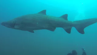 SCUBA with Sand Tiger Sharks in NC