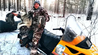 БЕЛКУЕМ С МОЛОДЫМИ СОБАКАМИ. ПЕРВАЯ ОСЕНЬ-ЗИМА У ЩЕНКОВ.