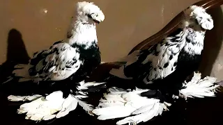 Труды наших голубеводов 💪 Двухчубые голуби. Tauben. Pigeons. Palomas.