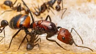 Муравьиный релакс с рыжими-реактивными муравьями camponotus nicaborensis