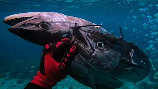 DOGTOWN! || DOGGIES + KING MACKEREL! SPEARFISHING PHILIPPINES!