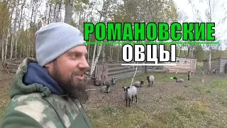 РОМАНОВСКИЕ ОВЦЫ / МОЙ ОПЫТ / ПЛЮСЫ И МИНУСЫ