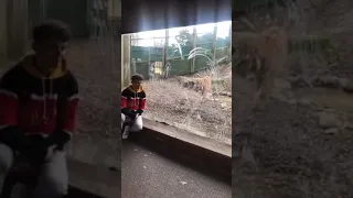 ATTACKED BY A TIGER- boy at Dublin Zoo funny video