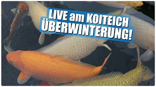 Live am Koiteich - Überwinterung