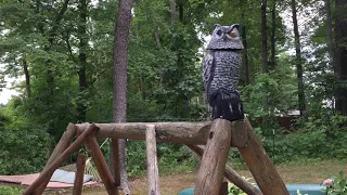 Does This Fake Owl Deter Birds?