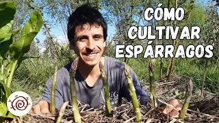 Cómo Cultivar ESPÁRRAGOS Paso a Paso || Cosecha x 20 Años || Cultiva Abundancia