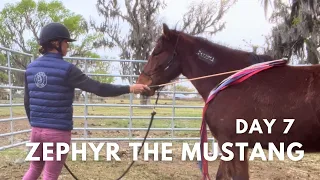 Day 7 with Zephyr the Mustang