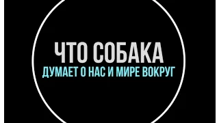 Что собаки думают о нас, людях?))